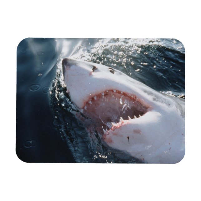 Great White Shark on sea Magnet (Horizontal)