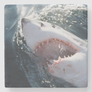 Great White Shark on sea Stone Coaster