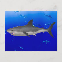 Great White Shark Postcard