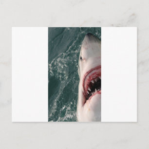 Great white shark postcard