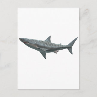 Great White Shark Postcard