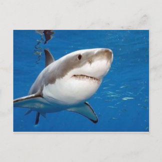 Great White Shark Postcard