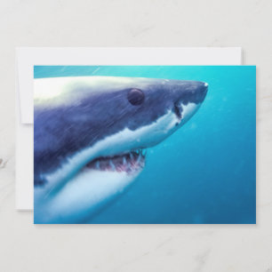 Great White Shark   South Africa Card