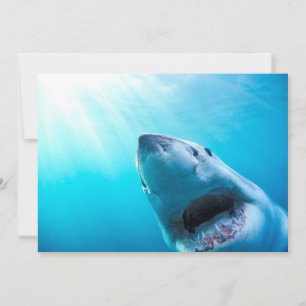 Great White Shark   South Africa Card