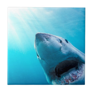 Great White Shark South Africa Ceramic Tile
