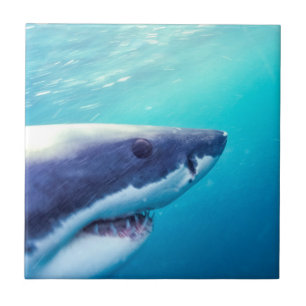 Great White Shark   South Africa Ceramic Tile