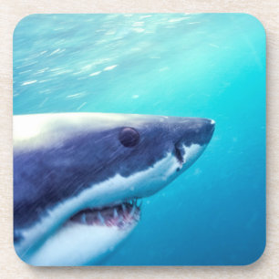 Great White Shark South Africa Coaster