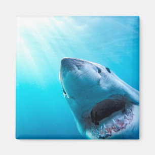 Great White Shark South Africa Magnet