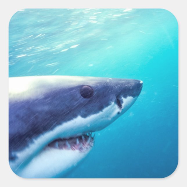 Great White Shark | South Africa Square Sticker (Front)