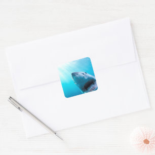 Great White Shark South Africa Square Sticker
