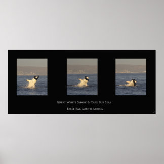 Great White Takes Seal Poster