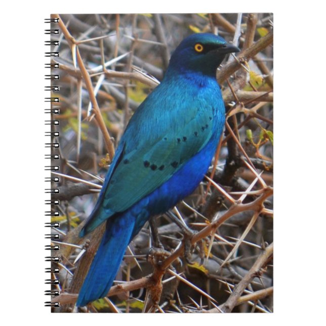 Greater Blue Eared Starling bird Notebook (Front)