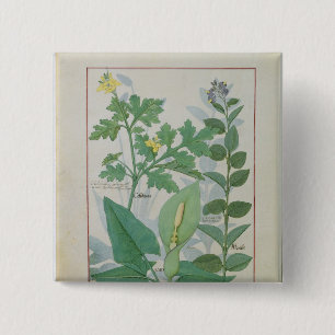 Greater Celandine or Poppy 15 Cm Square Badge