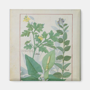 Greater Celandine or Poppy Magnet