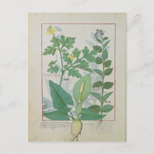 Greater Celandine or Poppy Postcard (Front)