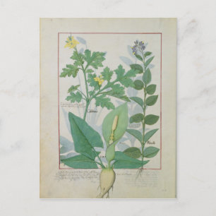 Greater Celandine or Poppy Postcard