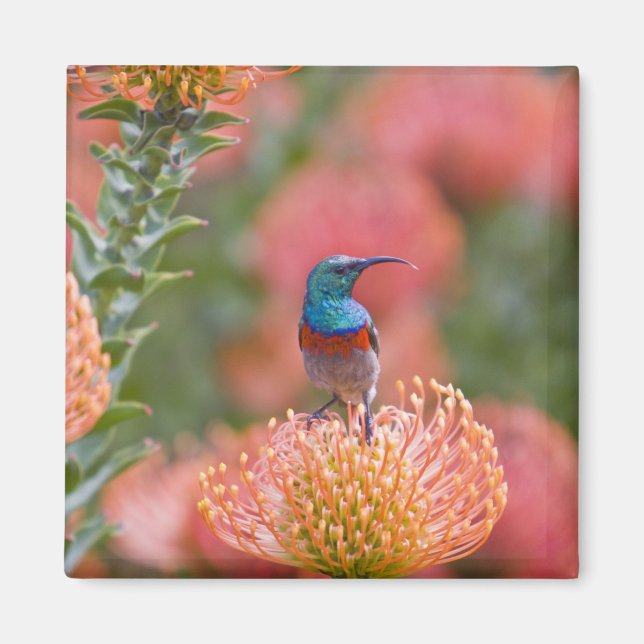 Greater Double-collared Sunbird Magnet (Front)