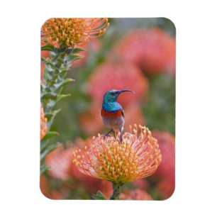 Greater Double-collared Sunbird Magnet