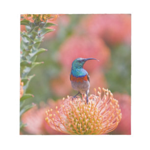 Greater Double-collared Sunbird Notepad