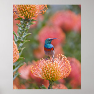 Greater Double-collared Sunbird Poster