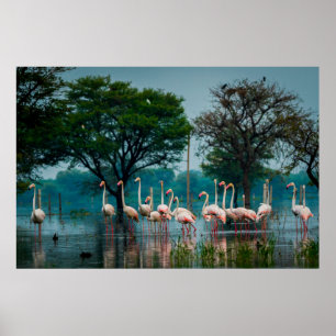 Greater flamingo flock in natural habitat. A natur Poster