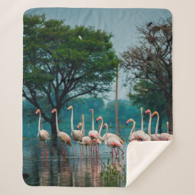 Greater flamingo flock in natural habitat. A natur Sherpa Blanket (Front)