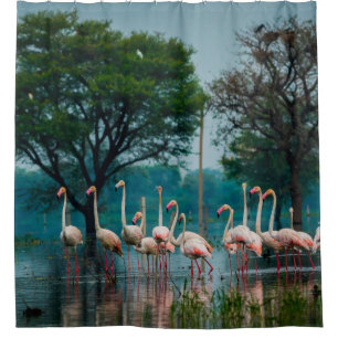 Greater flamingo flock in natural habitat. A natur Shower Curtain