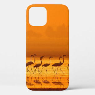 Greater Flamingo ( Phoenicopterus roseus) walking  iPhone 12 Case