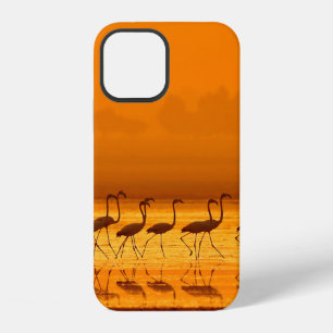 Greater Flamingo ( Phoenicopterus roseus) walking  iPhone 12 Case