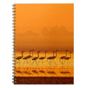 Greater Flamingo ( Phoenicopterus roseus) walking  Notebook