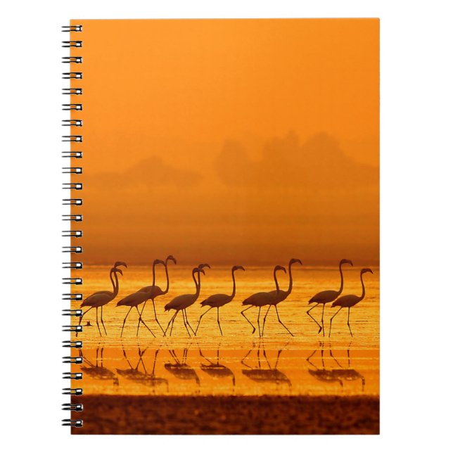 Greater Flamingo ( Phoenicopterus roseus) walking  Notebook (Front)