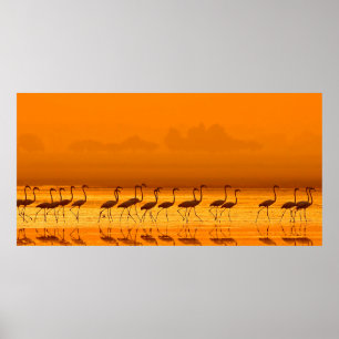Greater Flamingo ( Phoenicopterus roseus) walking Poster
