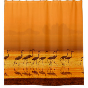 Greater Flamingo ( Phoenicopterus roseus) walking Shower Curtain
