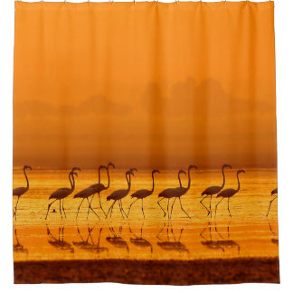 Greater Flamingo ( Phoenicopterus roseus) walking Shower Curtain