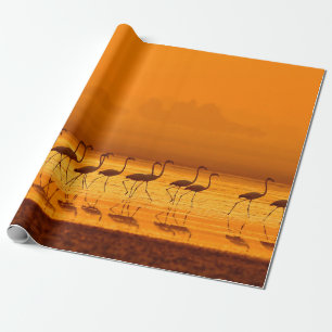 Greater Flamingo ( Phoenicopterus roseus) walking  Wrapping Paper