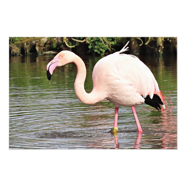 Greater Flamingo Photographic Print (Front)