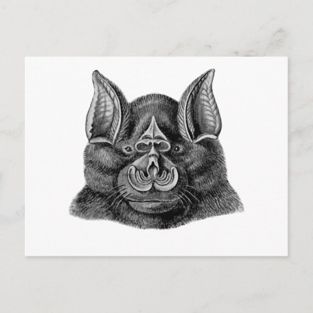 Greater Horseshoe Bat Postcard (Front)