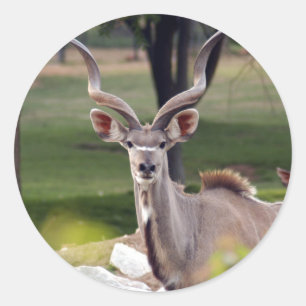 greater-kudu-9 classic round sticker