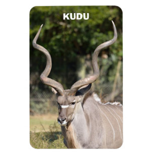 Greater Kudu Magnet