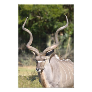 Greater Kudu Photo Print