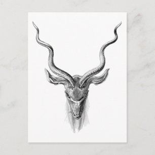 Greater Kudu Postcard