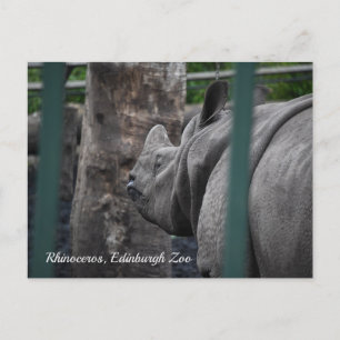 Greater One-Horned Rhinoceros at Edinburgh Zoo Pos Postcard