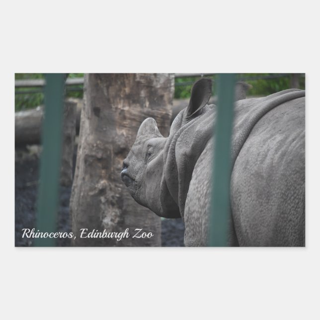 Greater One-Horned Rhinoceros at Edinburgh Zoo Rectangular Sticker (Front)