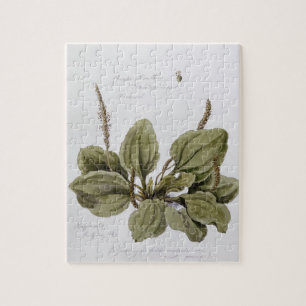 Greater Plantain, painted at Bayswater, 24th July Jigsaw Puzzle