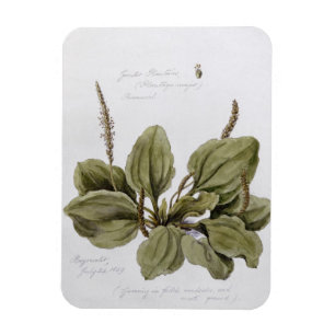 Greater Plantain, painted at Bayswater, 24th July Magnet