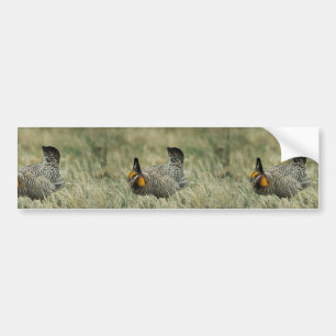 Greater prairie-chicken bumper sticker