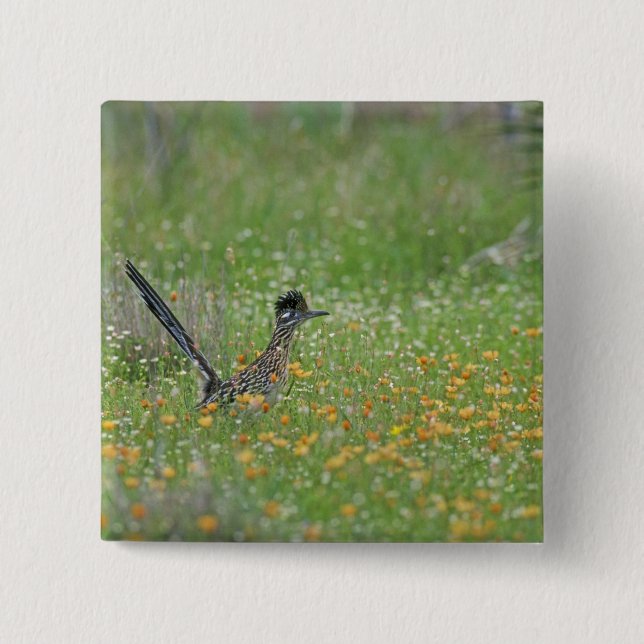 Greater Roadrunner, Geococcyx 15 Cm Square Badge (Front)