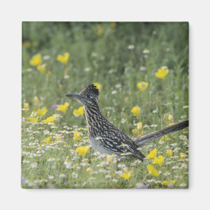 Greater Roadrunner, Geococcyx californianus, Magnet