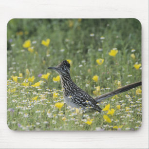 Greater Roadrunner, Geococcyx californianus, Mouse Pad