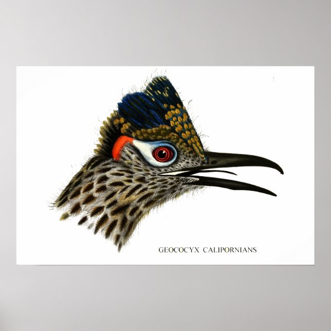 Greater roadrunner, Geococcyx Californianus  Small Poster (Front)